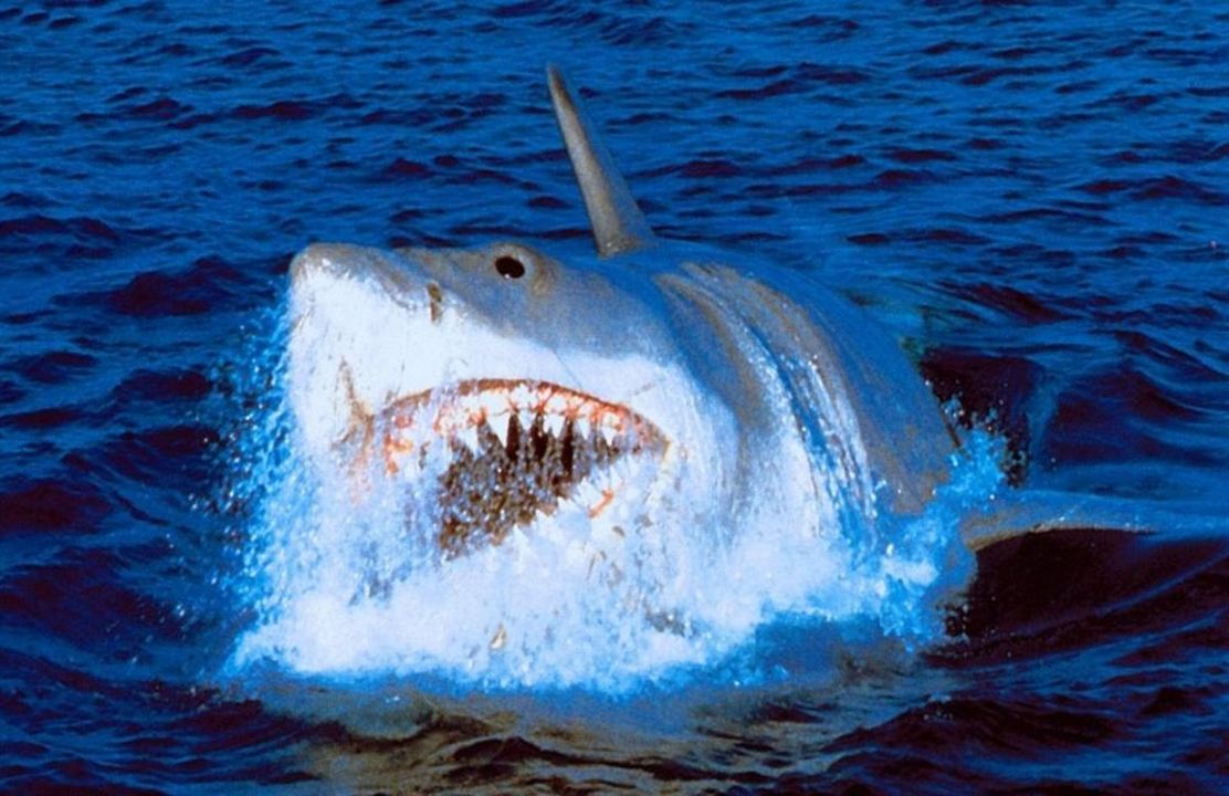 Tubarão - A Vingança : Fotos