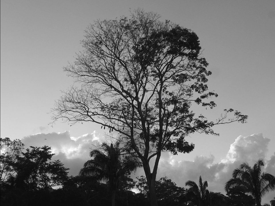 La Felicidad del Sonido : Fotos