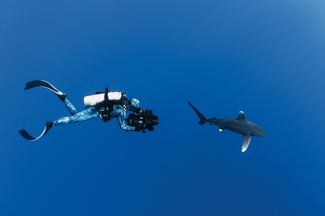 Sharkwater Extinction : Fotos