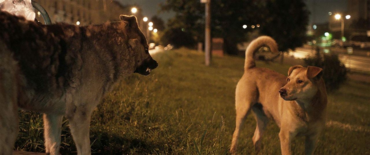 Cães do Espaço : Fotos