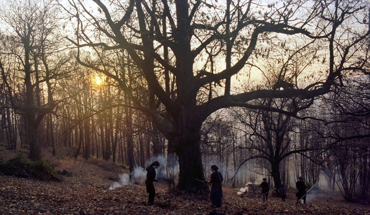 Histórias do Bosque de Castanhas : Fotos