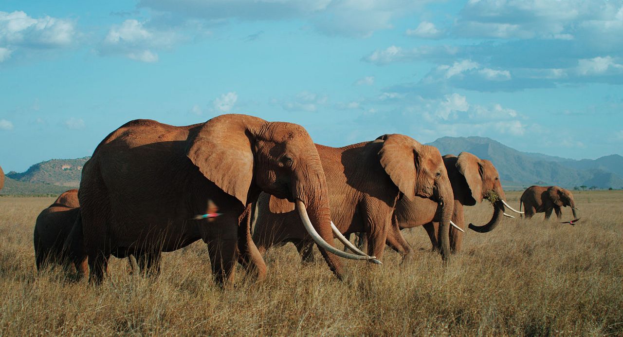 The Elephant Queen : Fotos