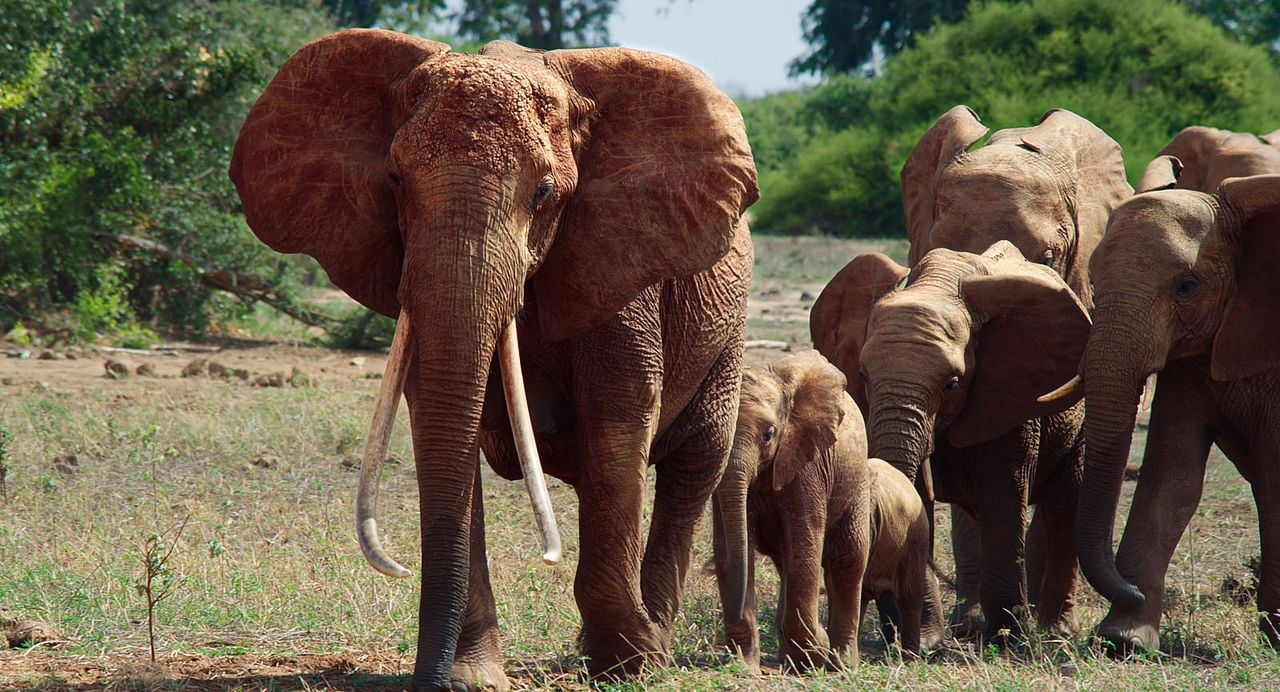 The Elephant Queen : Fotos