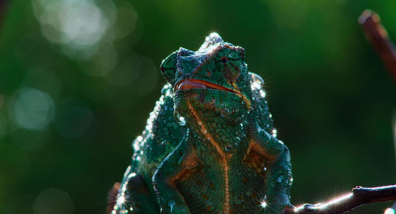 The Elephant Queen : Fotos