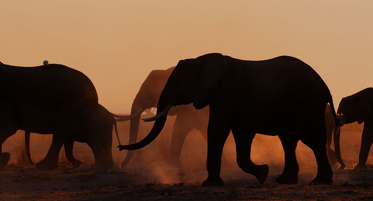 The Elephant Queen : Fotos