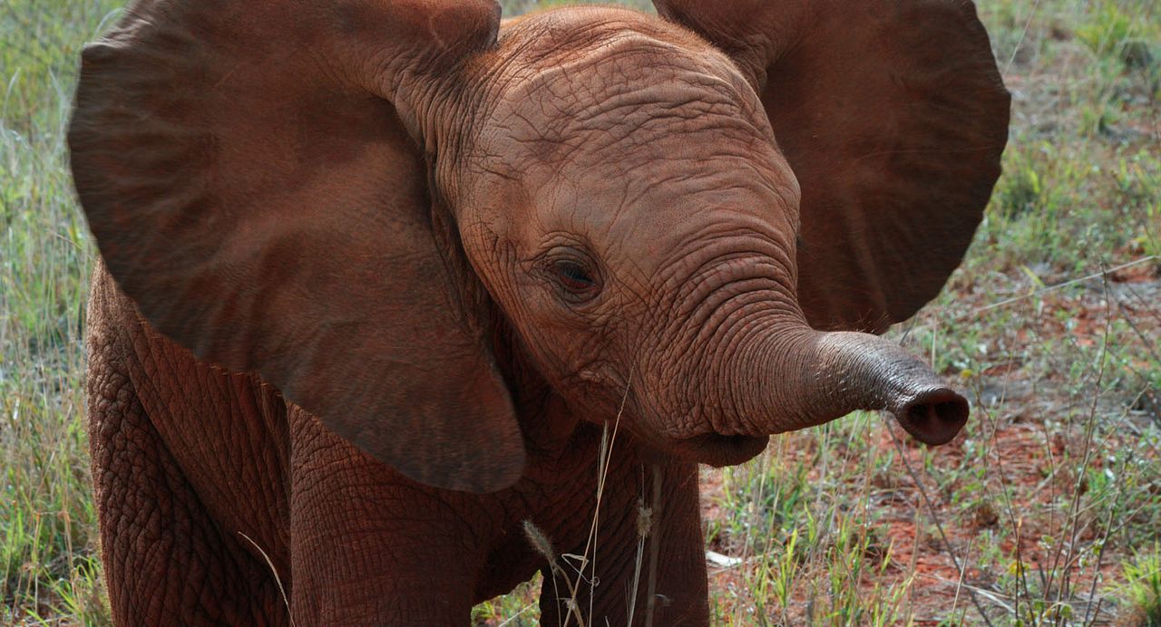 The Elephant Queen : Fotos