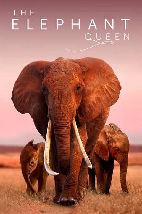 The Elephant Queen : Poster
