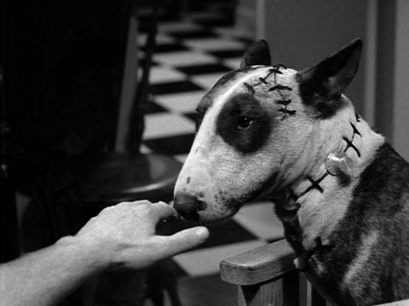Frankenweenie : Fotos