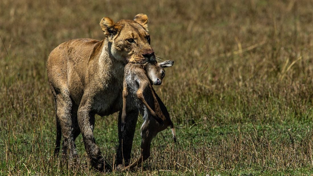 Okavango: River Of Dreams : Fotos