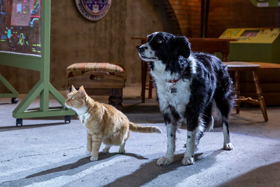 Como Cães e Gatos 3: Peludos Unidos! : Fotos