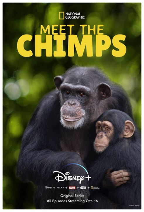 A Vida Secreta dos Chimpanzés : Poster