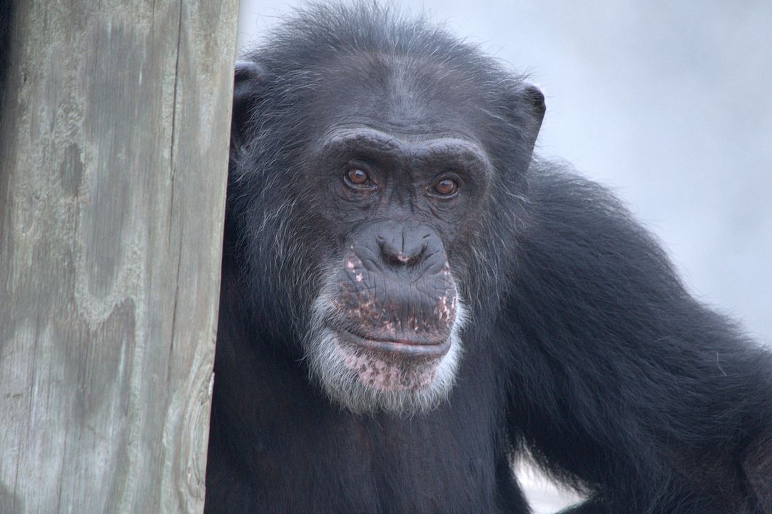 A Vida Secreta dos Chimpanzés : Fotos