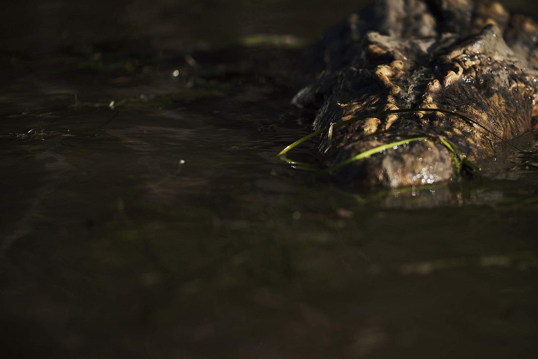 Crocodilos – A Morte Te Espera : Fotos