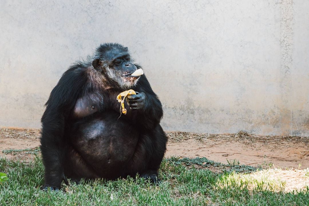 A Vida Secreta dos Chimpanzés : Fotos