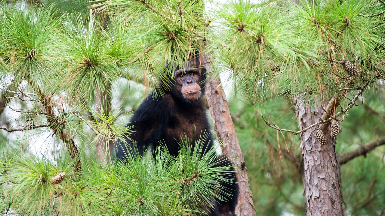 A Vida Secreta dos Chimpanzés : Fotos