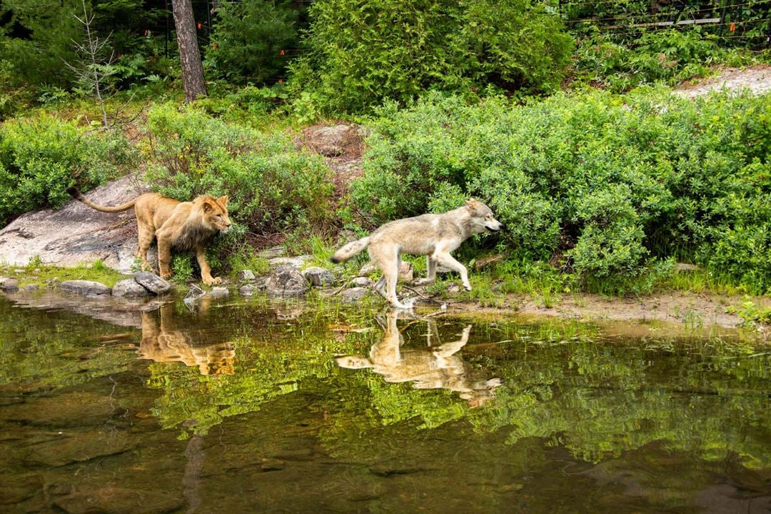 O Lobo e o Leão : Fotos