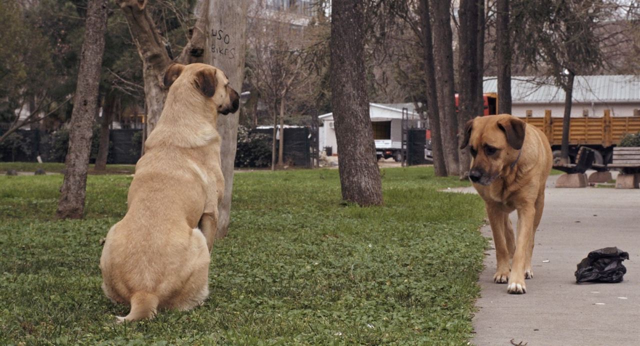 Vida de Cão : Fotos