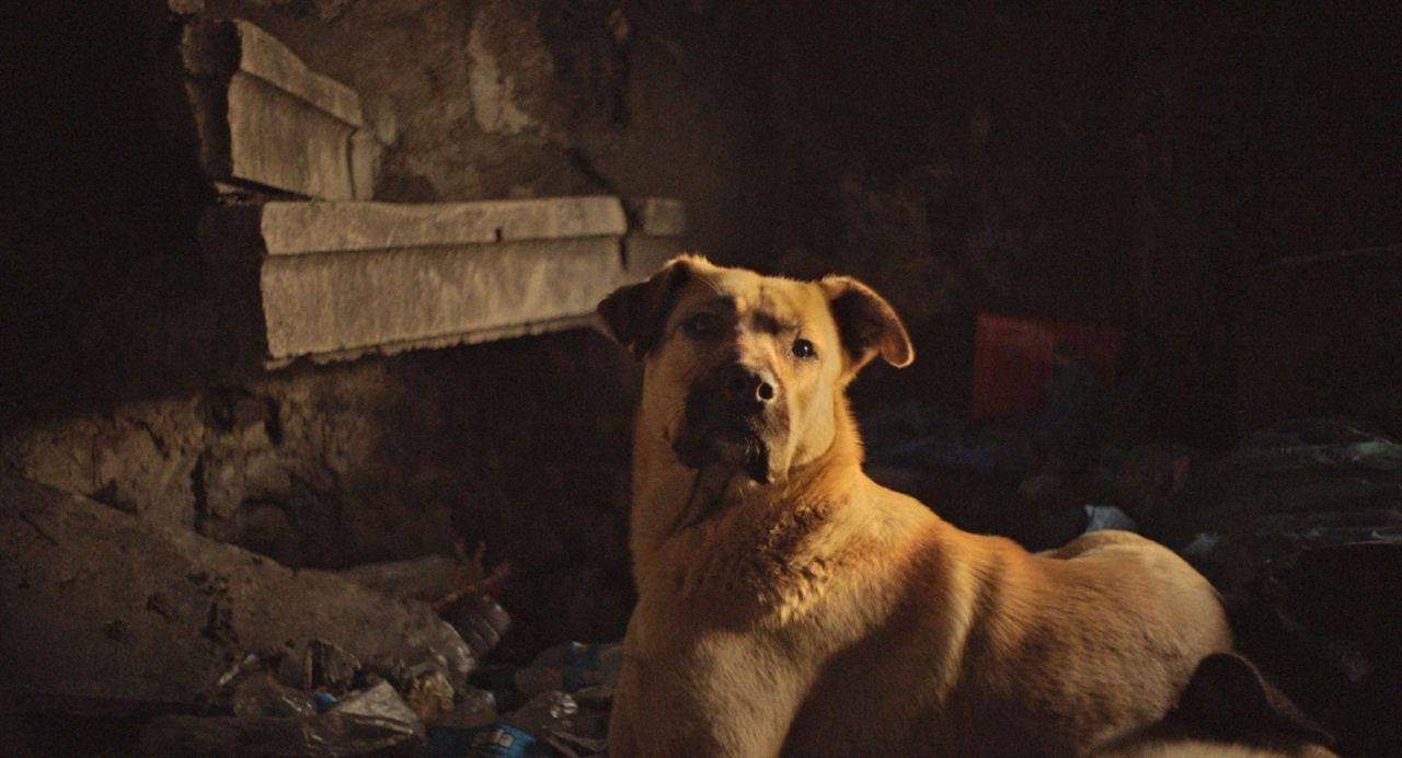 Vida de Cão : Fotos