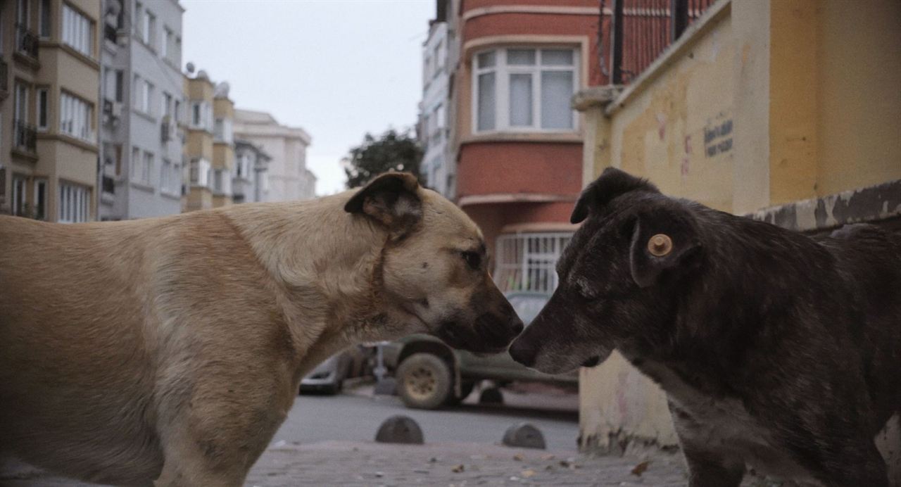 Vida de Cão : Fotos