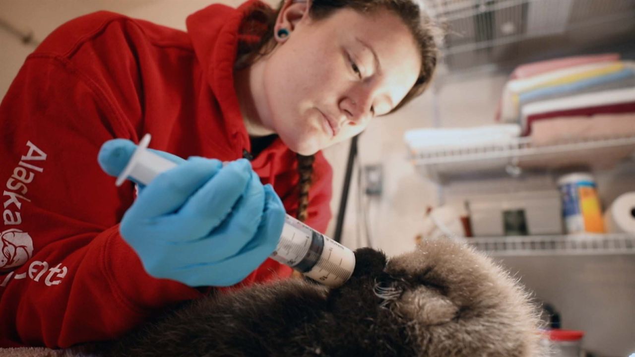 Alaska: Reabilitação Selvagem : Fotos