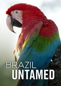 Brasil Selvagem : Poster
