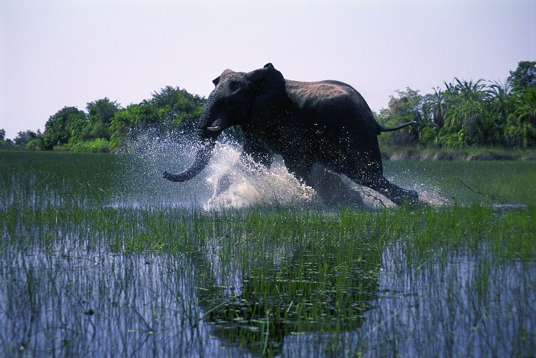 Safári na África : Fotos