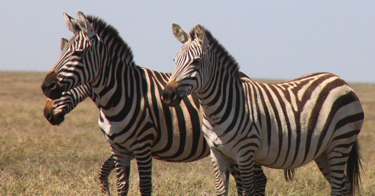 Safári na África : Fotos