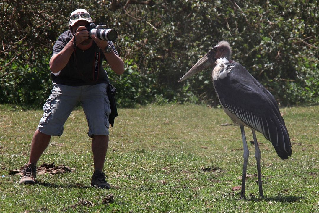 Safári na África : Fotos