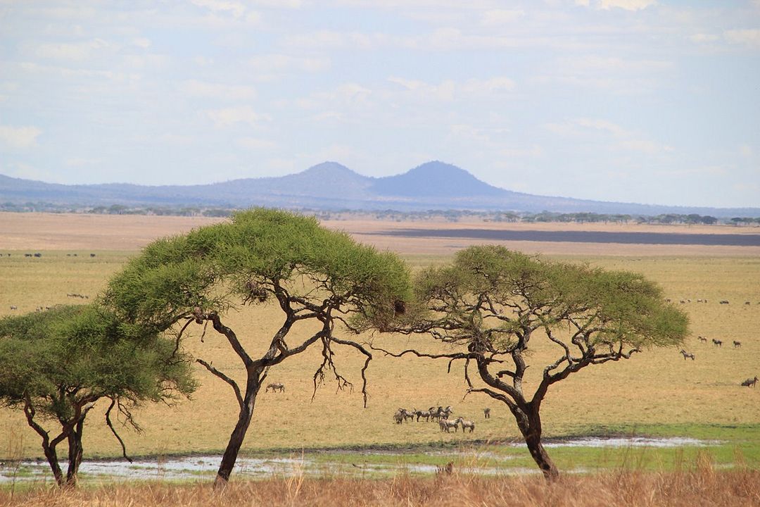 Safári na África : Fotos