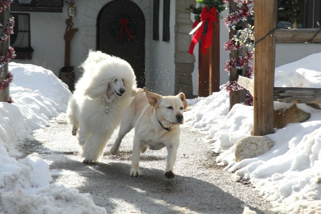O Cão Que Salvou as Férias de Natal : Fotos