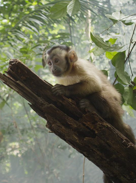 Amazônia : Fotos
