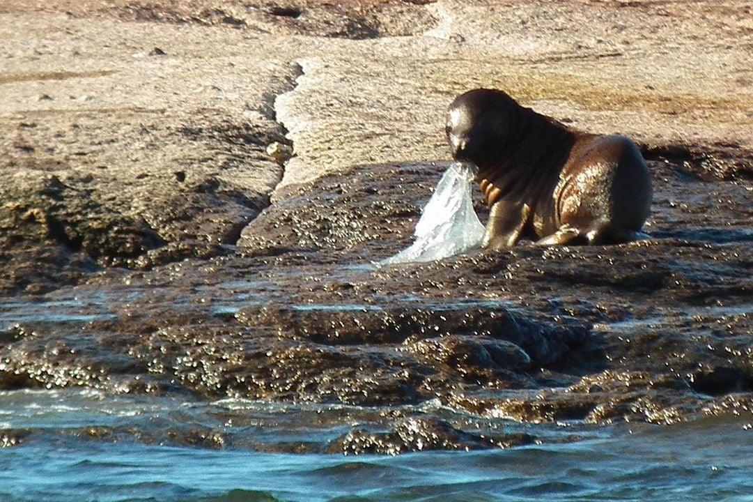 Oceanos de Plástico : Fotos