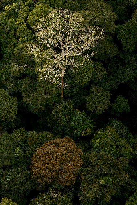 Era uma Vez uma Floresta : Fotos