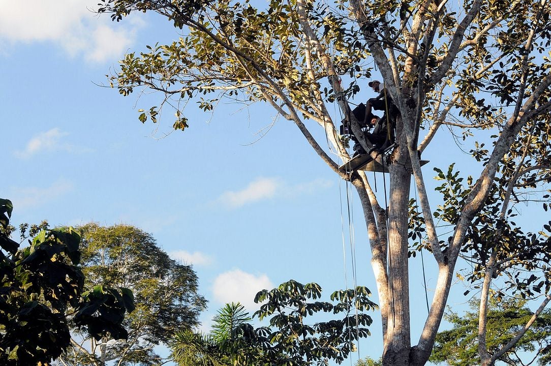 Era uma Vez uma Floresta : Fotos
