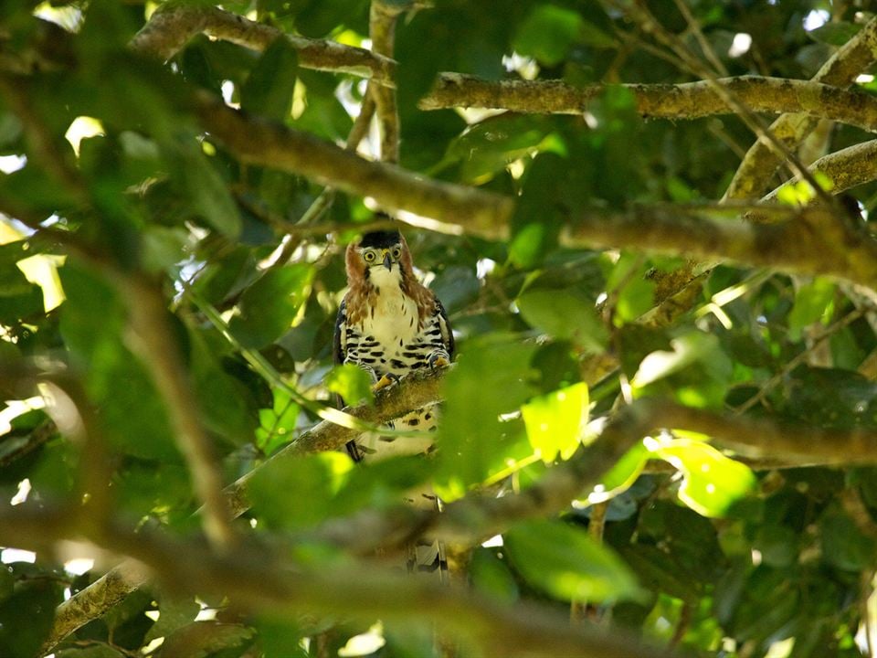 Era uma Vez uma Floresta : Fotos