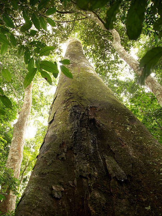 Era uma Vez uma Floresta : Fotos