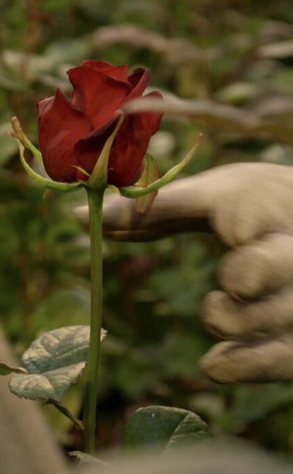 Une Fleur à la bouche : Poster