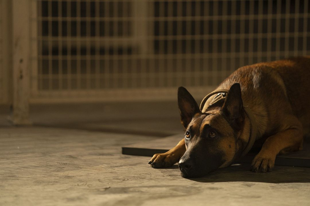 Dog - A Aventura de Uma Vida : Fotos