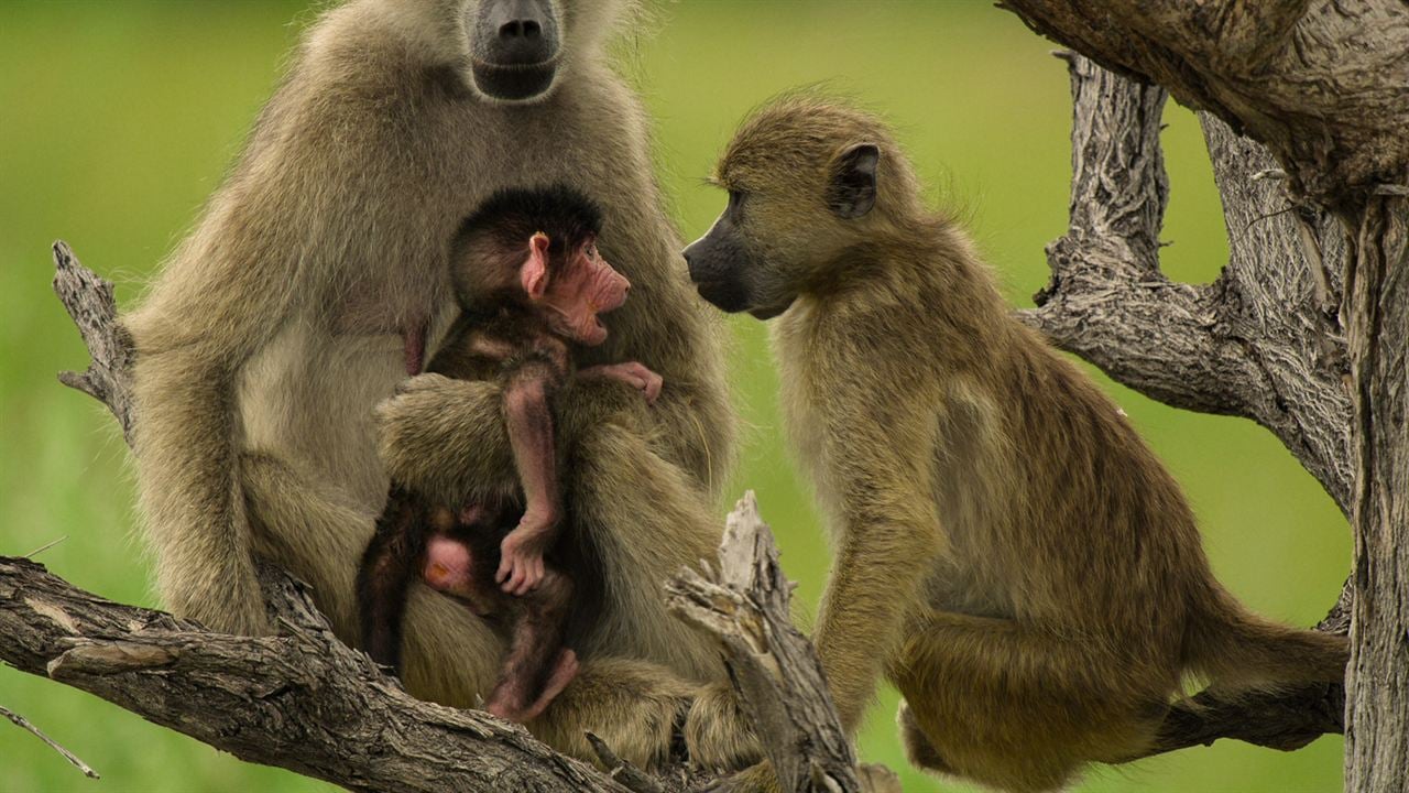 Sobrevivendo ao Paraíso: Contos de Famílias : Fotos