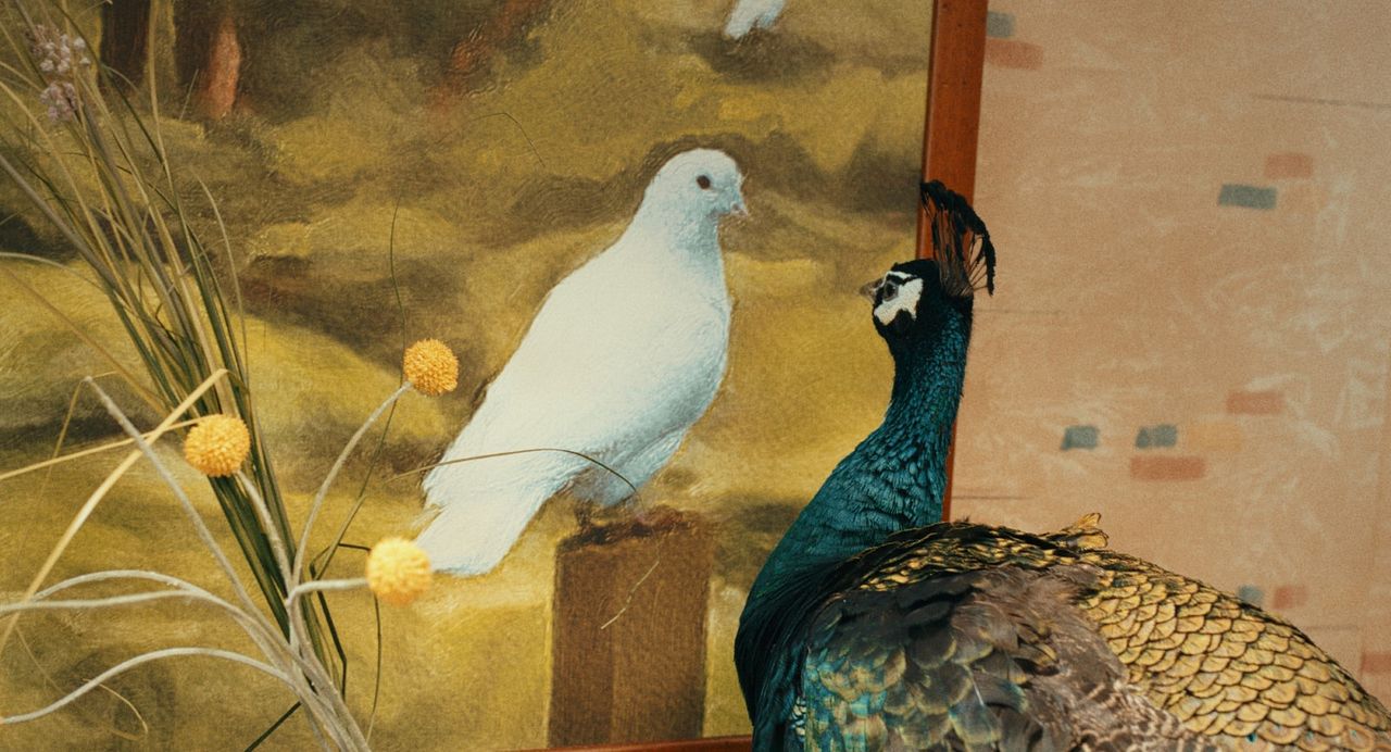 Il paradiso del pavone : Fotos