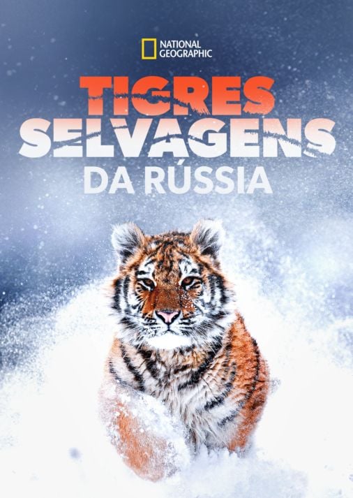 Tigres Selvagens da Rùssia : Poster