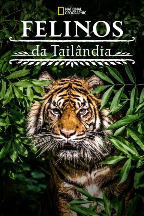 Felinos da Tailândia : Poster