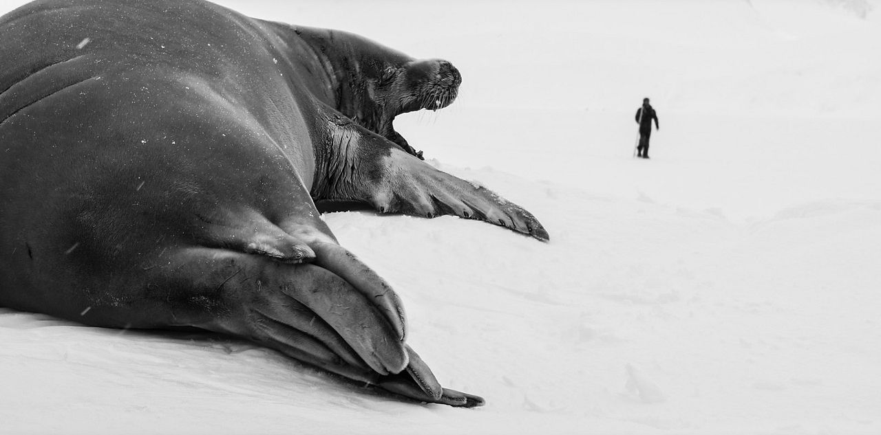 Antártica: Continente Magnético : Fotos