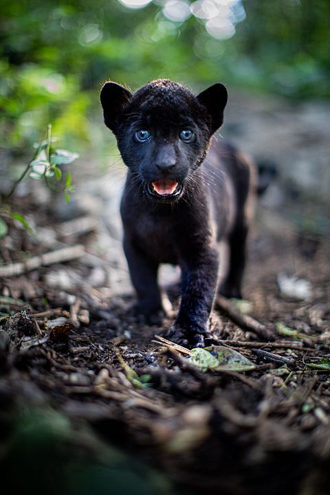 A Última Onça Negra : Fotos